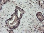 TSC22D1 Antibody in Immunohistochemistry (Paraffin) (IHC (P))