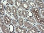 TSC22D1 Antibody in Immunohistochemistry (Paraffin) (IHC (P))