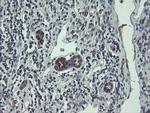 TSC22D1 Antibody in Immunohistochemistry (Paraffin) (IHC (P))