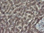 TSC22D1 Antibody in Immunohistochemistry (Paraffin) (IHC (P))