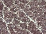 TSC22D1 Antibody in Immunohistochemistry (Paraffin) (IHC (P))