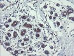 TSC22D1 Antibody in Immunohistochemistry (Paraffin) (IHC (P))