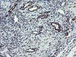 TSC22D1 Antibody in Immunohistochemistry (Paraffin) (IHC (P))