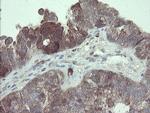 TSC22D1 Antibody in Immunohistochemistry (Paraffin) (IHC (P))