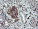 TSC22D1 Antibody in Immunohistochemistry (Paraffin) (IHC (P))