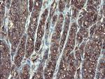TSC22D1 Antibody in Immunohistochemistry (Paraffin) (IHC (P))