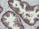 TSC22D1 Antibody in Immunohistochemistry (Paraffin) (IHC (P))
