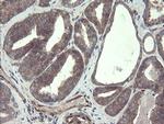 TSC22D1 Antibody in Immunohistochemistry (Paraffin) (IHC (P))