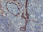 TSC22D1 Antibody in Immunohistochemistry (Paraffin) (IHC (P))