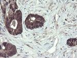 TSC22D1 Antibody in Immunohistochemistry (Paraffin) (IHC (P))