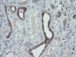 TSC22D1 Antibody in Immunohistochemistry (Paraffin) (IHC (P))