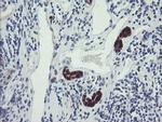 TSC22D1 Antibody in Immunohistochemistry (Paraffin) (IHC (P))