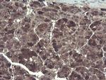 TSC22D1 Antibody in Immunohistochemistry (Paraffin) (IHC (P))