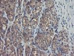 TSC22D1 Antibody in Immunohistochemistry (Paraffin) (IHC (P))