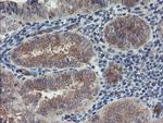 TSC22D1 Antibody in Immunohistochemistry (Paraffin) (IHC (P))