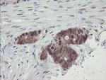 TSC22D1 Antibody in Immunohistochemistry (Paraffin) (IHC (P))
