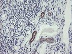 TSC22D1 Antibody in Immunohistochemistry (Paraffin) (IHC (P))