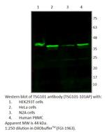 TSG101 Polyclonal Antibody