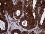 TSN Antibody in Immunohistochemistry (Paraffin) (IHC (P))