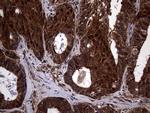 TSN Antibody in Immunohistochemistry (Paraffin) (IHC (P))