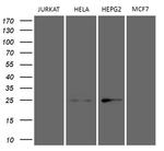 TSN Antibody in Western Blot (WB)
