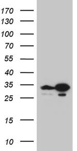 TSN Antibody in Western Blot (WB)