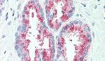 TSPAN13 Antibody in Immunohistochemistry (Paraffin) (IHC (P))