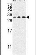 TSPAN2 Antibody in Western Blot (WB)