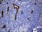 TSPAN7 Antibody in Immunohistochemistry (Paraffin) (IHC (P))