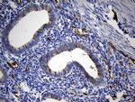 TSPAN7 Antibody in Immunohistochemistry (Paraffin) (IHC (P))