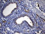 TSPAN7 Antibody in Immunohistochemistry (Paraffin) (IHC (P))