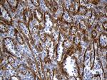 TSPAN7 Antibody in Immunohistochemistry (Paraffin) (IHC (P))