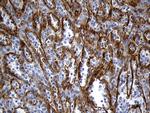 TSPAN7 Antibody in Immunohistochemistry (Paraffin) (IHC (P))