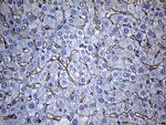 TSPAN7 Antibody in Immunohistochemistry (Paraffin) (IHC (P))