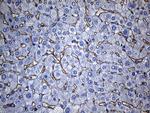 TSPAN7 Antibody in Immunohistochemistry (Paraffin) (IHC (P))