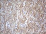 TTC14 Antibody in Immunohistochemistry (Paraffin) (IHC (P))