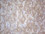 TTC14 Antibody in Immunohistochemistry (Paraffin) (IHC (P))