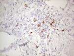 TTC14 Antibody in Immunohistochemistry (Paraffin) (IHC (P))