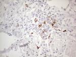 TTC14 Antibody in Immunohistochemistry (Paraffin) (IHC (P))