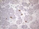 TTC14 Antibody in Immunohistochemistry (Paraffin) (IHC (P))