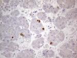 TTC14 Antibody in Immunohistochemistry (Paraffin) (IHC (P))