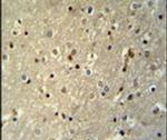 TTC26 Antibody in Immunohistochemistry (IHC)