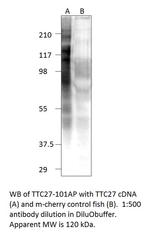 TTC27 Polyclonal Antibody