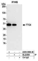 TTC4 Antibody in Western Blot (WB)