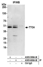 TTC4 Polyclonal Antibody