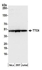 TTC4 Polyclonal Antibody