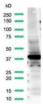 TTF1 Antibody in Western Blot (WB)