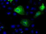 TTLL12 Antibody in Immunocytochemistry (ICC/IF)