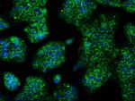 TTLL12 Antibody in Immunocytochemistry (ICC/IF)