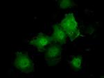 TTLL12 Antibody in Immunocytochemistry (ICC/IF)